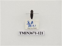 藏品(叩頭蟲(2))的圖片